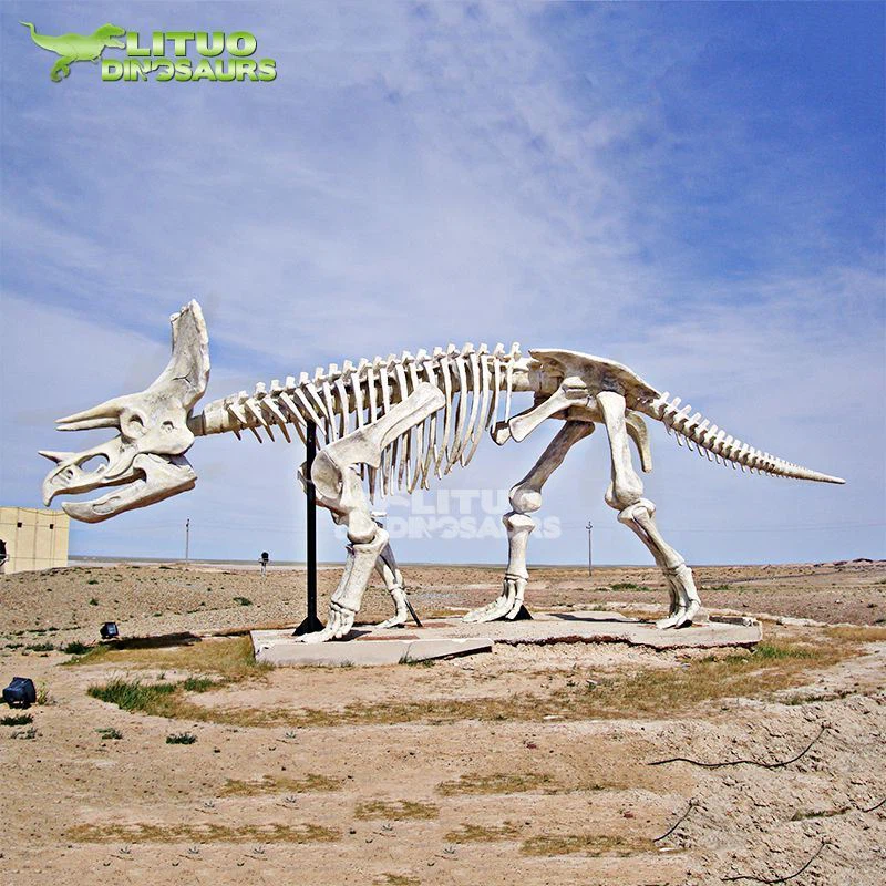 Esquelet de triceratop